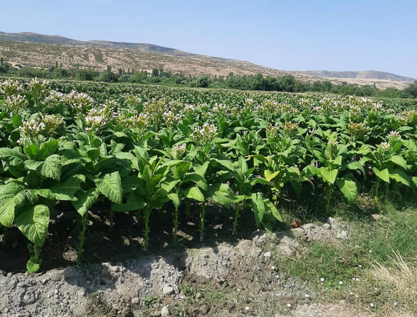 Bu il Şəkidə quru tütün istehsalının 5 min tonu keçəcəyi gözlənilir