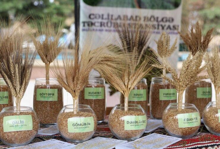 Biləsuvarda Aqrar Biznes Festivalı keçirilib